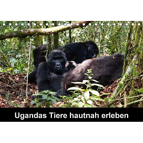 Ugandas Tiere hautnah erleben (Tischkalender 2017 DIN A5 quer), Johanna Krause