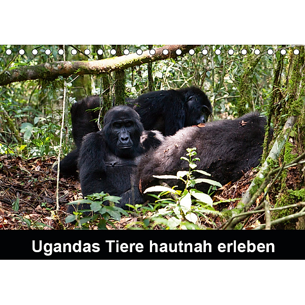 Ugandas Tiere hautnah erleben (Tischkalender 2019 DIN A5 quer), Johanna Krause