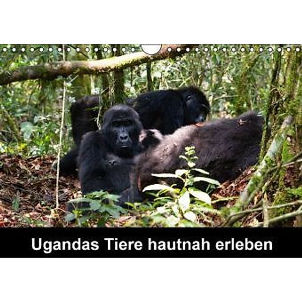 Ugandas Tiere hautnah erleben (Wandkalender 2015 DIN A4 quer), Johanna Krause
