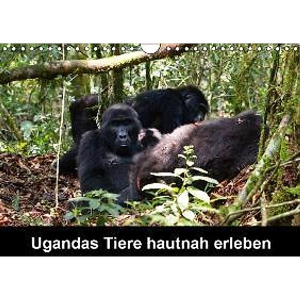Ugandas Tiere hautnah erleben (Wandkalender 2016 DIN A4 quer), Johanna Krause