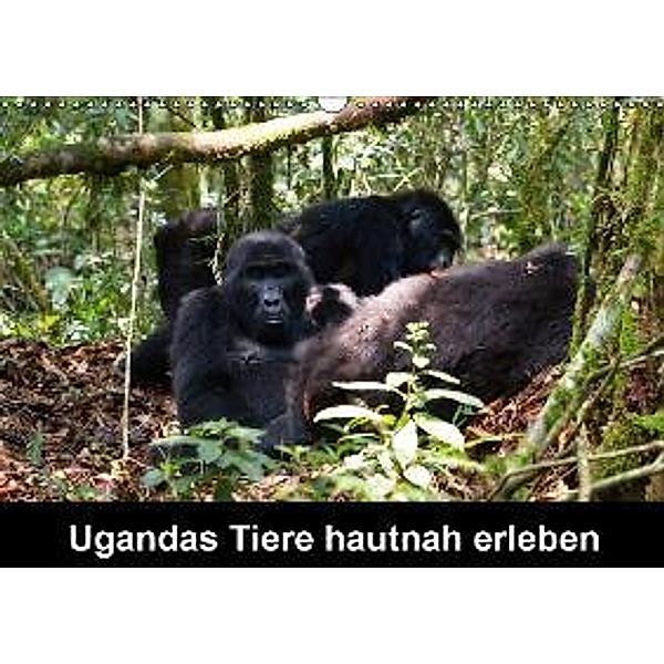 Ugandas Tiere hautnah erleben (Wandkalender 2016 DIN A3 quer), Johanna Krause