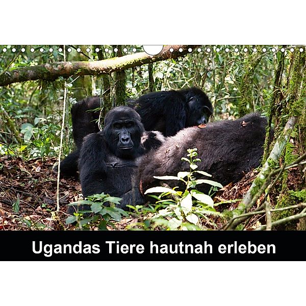 Ugandas Tiere hautnah erleben (Wandkalender 2021 DIN A4 quer), Johanna Krause