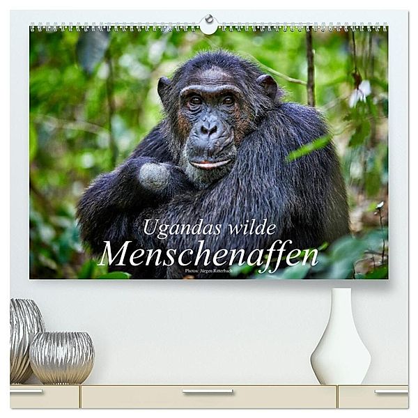 Ugandas wilde Menschenaffen (hochwertiger Premium Wandkalender 2025 DIN A2 quer), Kunstdruck in Hochglanz, Calvendo, Jürgen Ritterbach