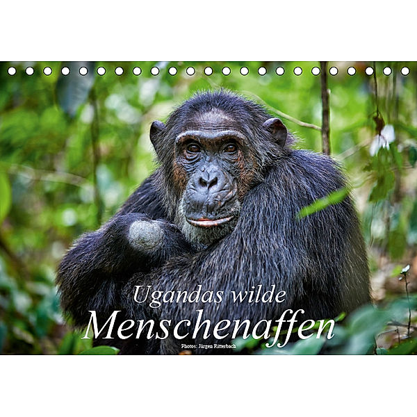 Ugandas wilde Menschenaffen (Tischkalender 2019 DIN A5 quer), Jürgen Ritterbach