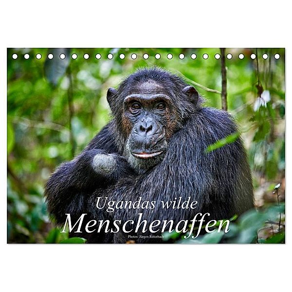 Ugandas wilde Menschenaffen (Tischkalender 2024 DIN A5 quer), CALVENDO Monatskalender, Jürgen Ritterbach