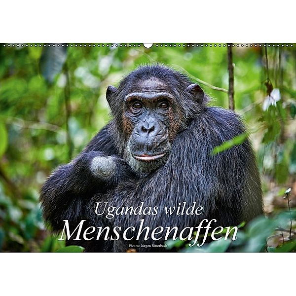 Ugandas wilde Menschenaffen (Wandkalender 2018 DIN A2 quer), Jürgen Ritterbach