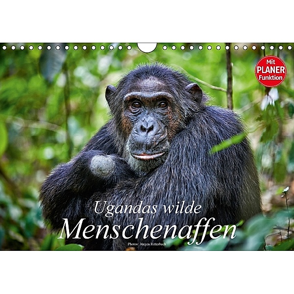 Ugandas wilde Menschenaffen (Wandkalender 2018 DIN A4 quer), Jürgen Ritterbach