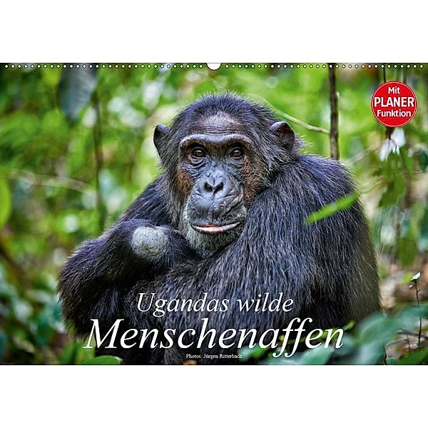 Ugandas wilde Menschenaffen (Wandkalender 2020 DIN A2 quer), Jürgen Ritterbach