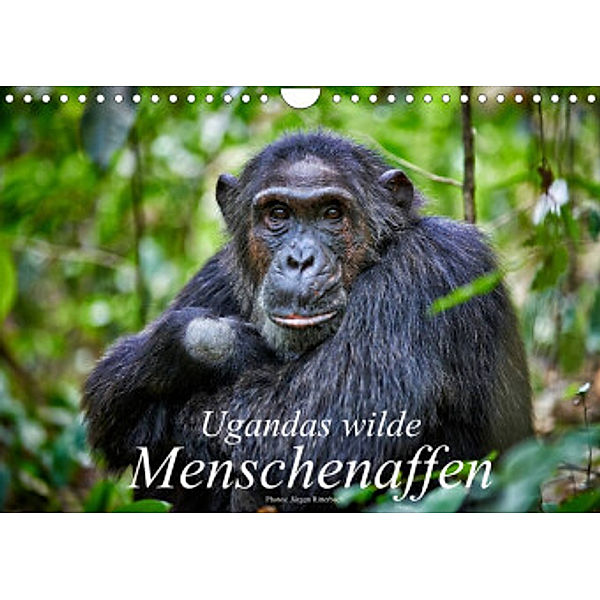 Ugandas wilde Menschenaffen (Wandkalender 2022 DIN A4 quer), Jürgen Ritterbach