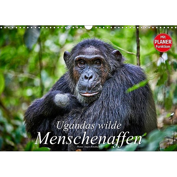 Ugandas wilde Menschenaffen (Wandkalender 2023 DIN A3 quer), Jürgen Ritterbach