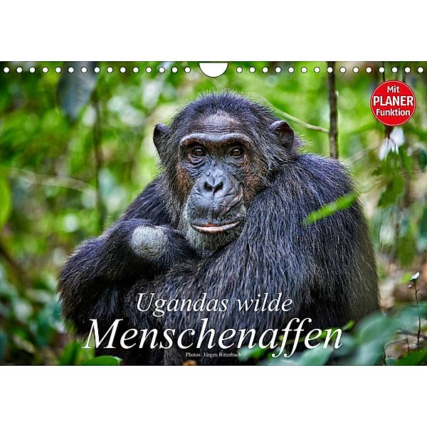 Ugandas wilde Menschenaffen (Wandkalender 2023 DIN A4 quer), Jürgen Ritterbach