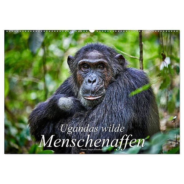 Ugandas wilde Menschenaffen (Wandkalender 2024 DIN A2 quer), CALVENDO Monatskalender, Jürgen Ritterbach