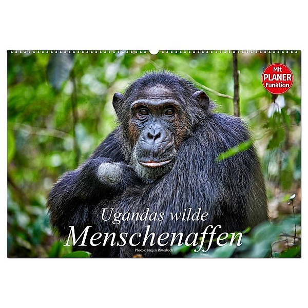 Ugandas wilde Menschenaffen (Wandkalender 2024 DIN A2 quer), CALVENDO Monatskalender, Jürgen Ritterbach