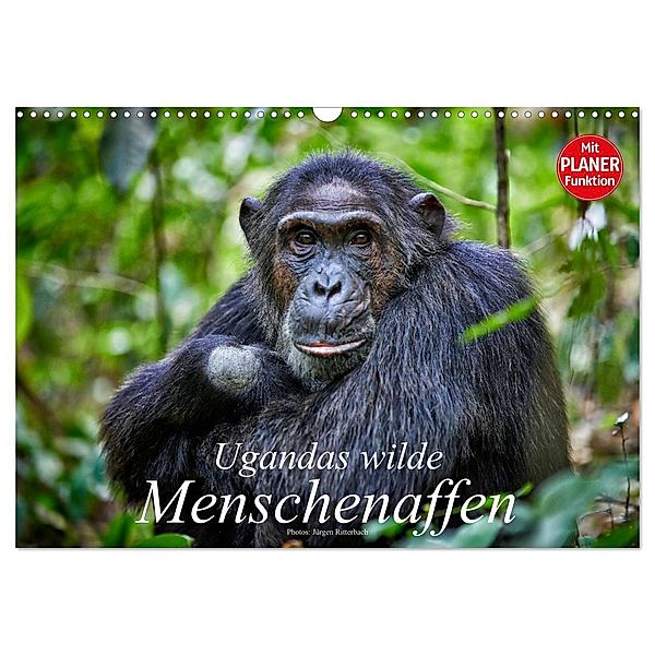 Ugandas wilde Menschenaffen (Wandkalender 2024 DIN A3 quer), CALVENDO Monatskalender, Jürgen Ritterbach
