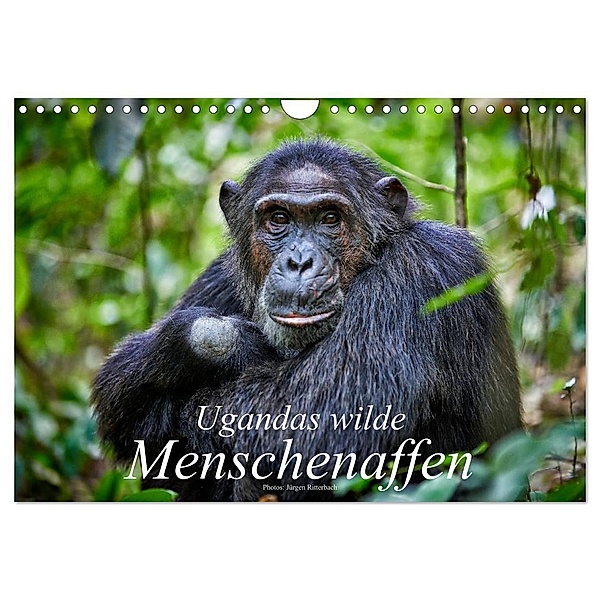 Ugandas wilde Menschenaffen (Wandkalender 2024 DIN A4 quer), CALVENDO Monatskalender, Jürgen Ritterbach