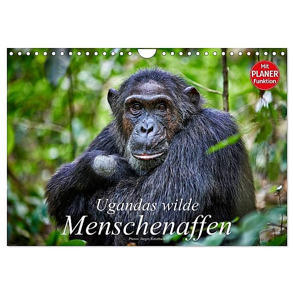 Ugandas wilde Menschenaffen (Wandkalender 2024 DIN A4 quer), CALVENDO Monatskalender, Jürgen Ritterbach