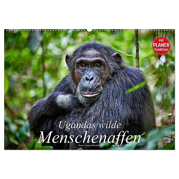Ugandas wilde Menschenaffen (Wandkalender 2025 DIN A2 quer), CALVENDO Monatskalender, Calvendo, Jürgen Ritterbach