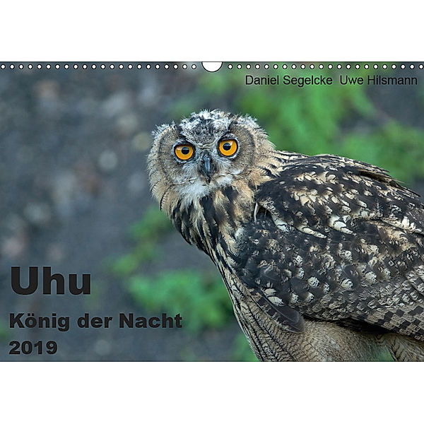 Uhu - König der Nacht (Wandkalender 2019 DIN A3 quer), Daniel Segelcke