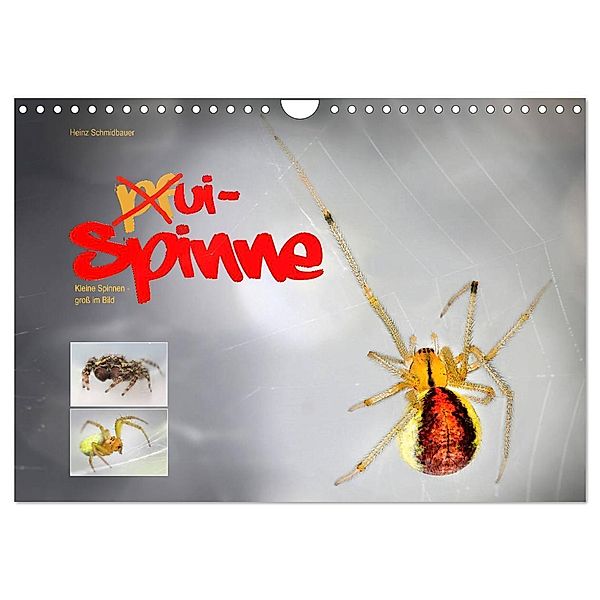 ui - Spinne. Kleine Spinnen - gross im Bild (Wandkalender 2024 DIN A4 quer), CALVENDO Monatskalender, Heinz Schmidbauer