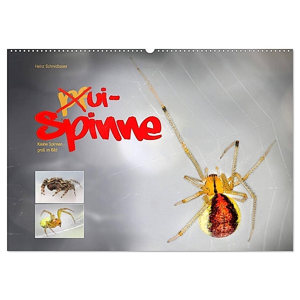 ui - Spinne. Kleine Spinnen - groß im Bild (Wandkalender 2024 DIN A2 quer), CALVENDO Monatskalender, Heinz Schmidbauer