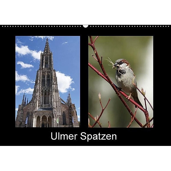 Ulmer Spatzen (Wandkalender 2017 DIN A2 quer), Kattobello