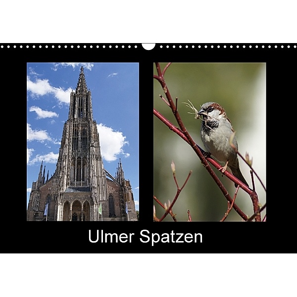 Ulmer Spatzen (Wandkalender 2018 DIN A3 quer), kattobello