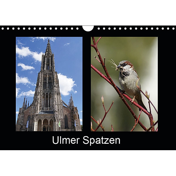 Ulmer Spatzen (Wandkalender 2019 DIN A4 quer), Kattobello