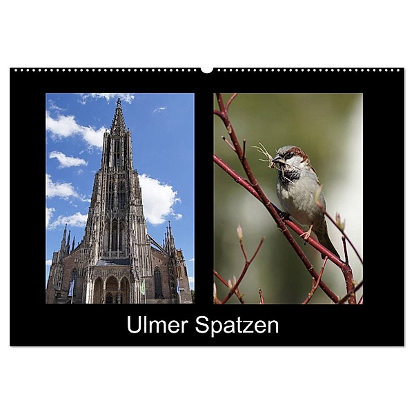 Ulmer Spatzen (Wandkalender 2024 DIN A2 quer), CALVENDO Monatskalender, Kattobello