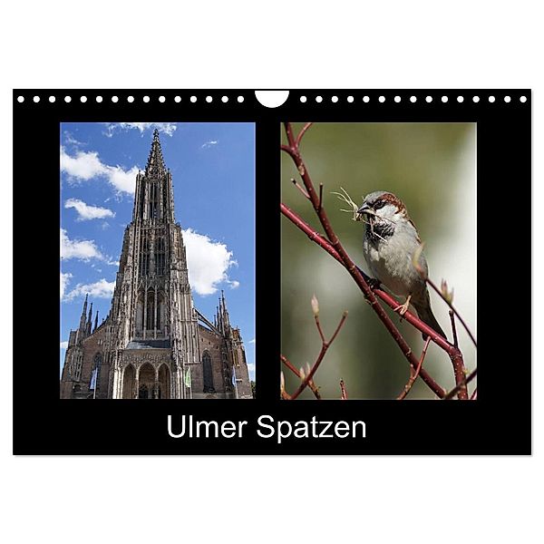 Ulmer Spatzen (Wandkalender 2024 DIN A4 quer), CALVENDO Monatskalender, Kattobello