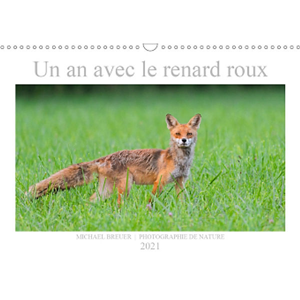 Un an avec le renard roux (Calendrier mural 2021 DIN A3 horizontal), Michael Breuer