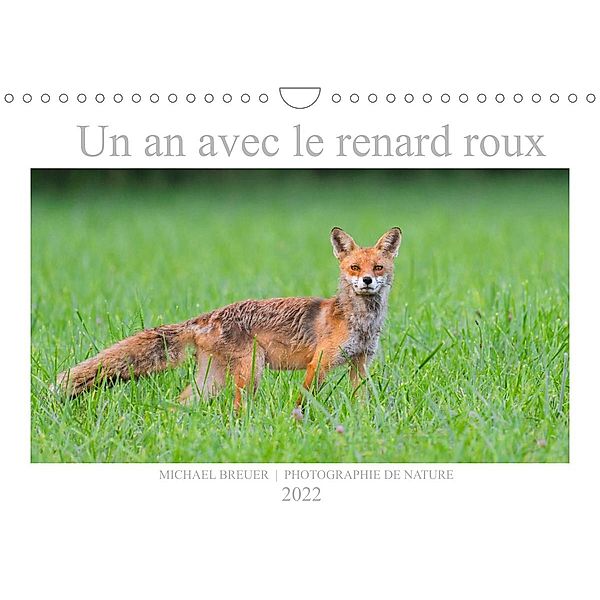 Un an avec le renard roux (Calendrier mural 2022 DIN A4 horizontal), Michael Breuer