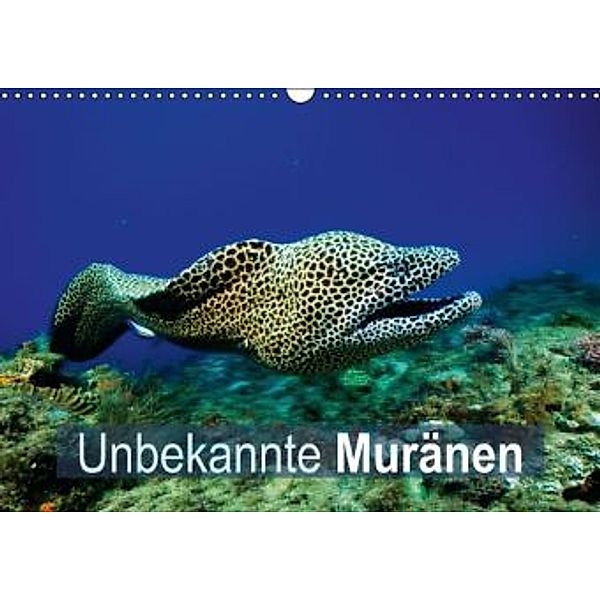 Unbekannte Muränen (Wandkalender 2014 DIN A3 quer), Calvendo