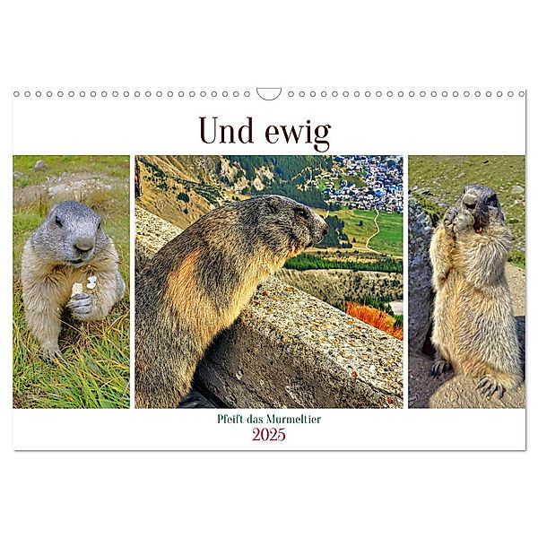 Und ewig pfeift das Murmeltier (Wandkalender 2025 DIN A3 quer), CALVENDO Monatskalender, Calvendo, Susan Michel