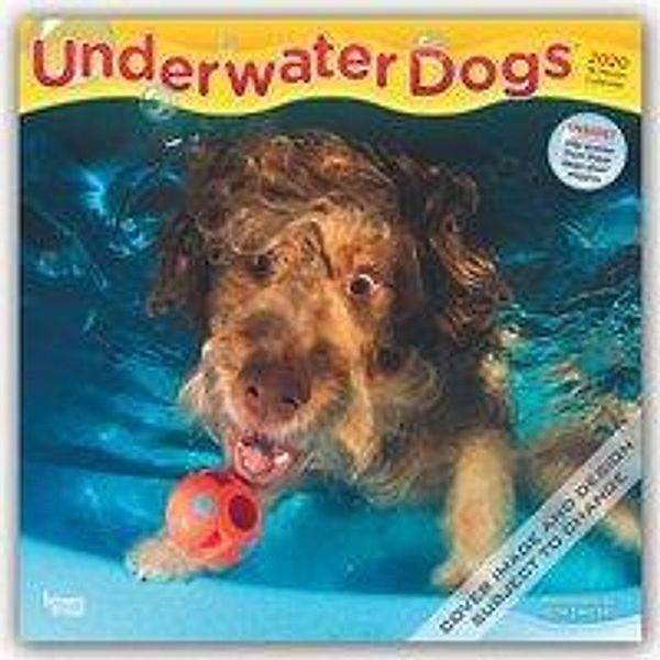 Underwater Dogs - Hunde unter Wasser 2020 - 16-Monatskalender, BrownTrout Publisher