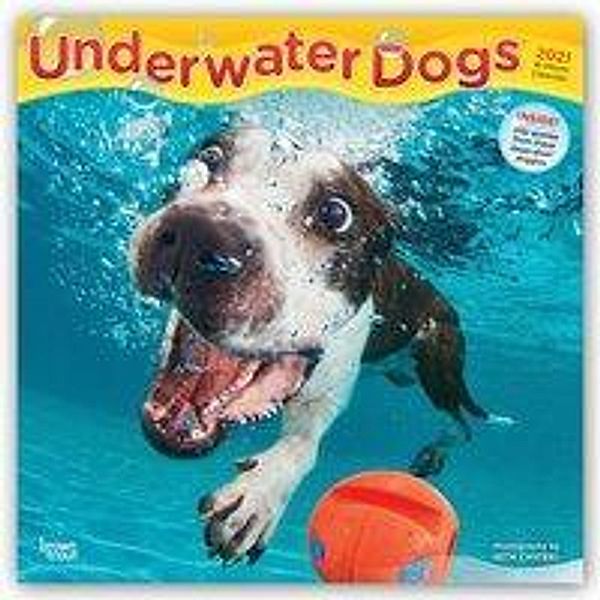 Underwater Dogs - Hunde unter Wasser 2021 - 16-Monatskalender, BrownTrout Publisher