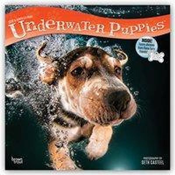 Underwater Puppies 2019 Square, Inc Browntrout Publishers