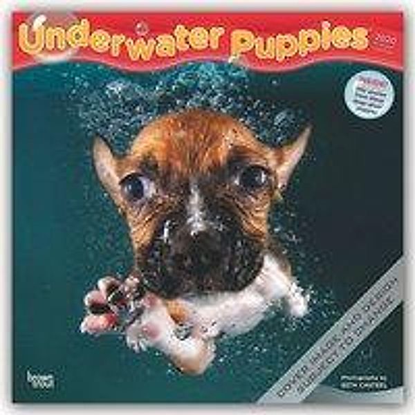 Underwater Puppies - Welpen unter Wasser 2020 - 16-Monatskalender, BrownTrout Publisher