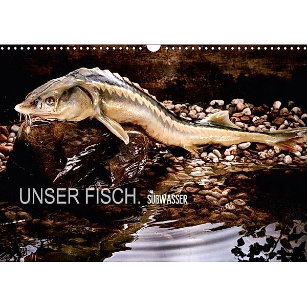 UNSER FISCH. SÜßWASSER. (Wandkalender 2017 DIN A3 quer), arne morgenstern