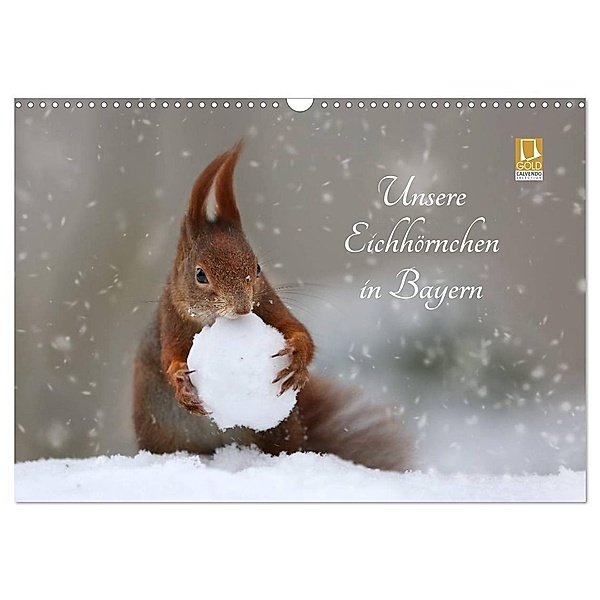 Unsere Eichhörnchen in Bayern (Wandkalender 2024 DIN A3 quer), CALVENDO Monatskalender, Birgit Cerny