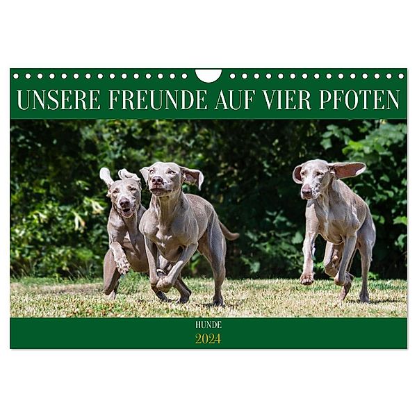 Unsere Freunde auf vier Pfoten - Hunde (Wandkalender 2024 DIN A4 quer), CALVENDO Monatskalender, Calvendo, Sigrid Starick