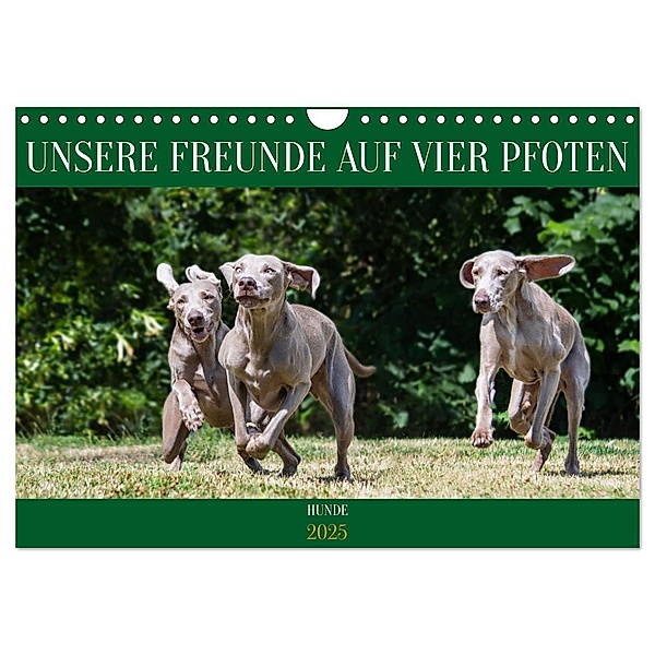 Unsere Freunde auf vier Pfoten - Hunde (Wandkalender 2025 DIN A4 quer), CALVENDO Monatskalender, Calvendo, Sigrid Starick
