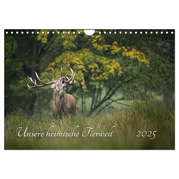 Unsere heimische Tierwelt (Wandkalender 2025 DIN A4 quer), CALVENDO Monatskalender, Calvendo, Björn Reibert