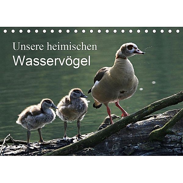 Unsere heimischen Wasservögel (Tischkalender 2021 DIN A5 quer), Klaus Fröhlich