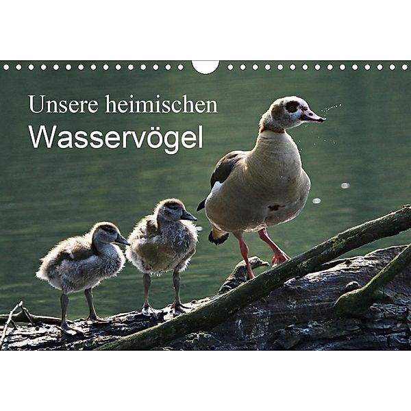 Unsere heimischen Wasservögel (Wandkalender 2020 DIN A4 quer), Klaus Fröhlich