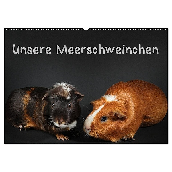 Unsere Meerschweinchen (Wandkalender 2024 DIN A2 quer), CALVENDO Monatskalender, Hermann Klecker
