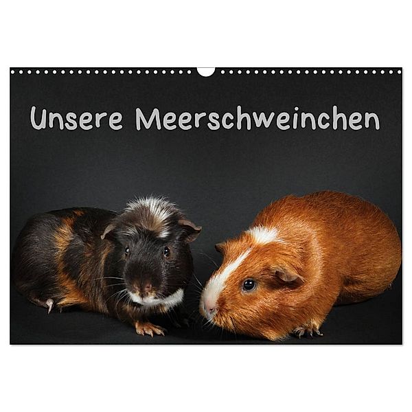 Unsere Meerschweinchen (Wandkalender 2024 DIN A3 quer), CALVENDO Monatskalender, Hermann Klecker