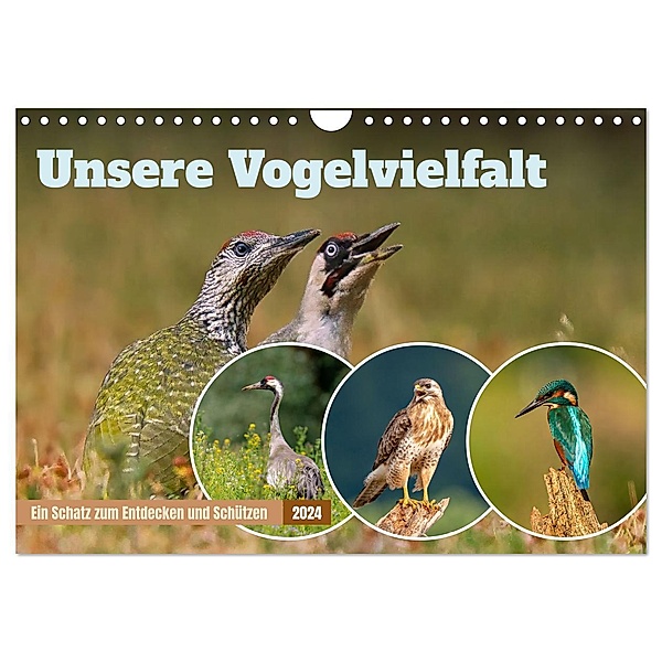 Unsere Vogelvielfalt: Ein Schatz zum Entdecken und Schützen (Wandkalender 2024 DIN A4 quer), CALVENDO Monatskalender, Arne Wünsche