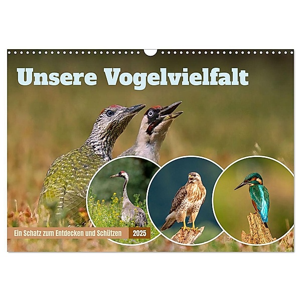 Unsere Vogelvielfalt: Ein Schatz zum Entdecken und Schützen (Wandkalender 2025 DIN A3 quer), CALVENDO Monatskalender, Calvendo, Arne Wünsche