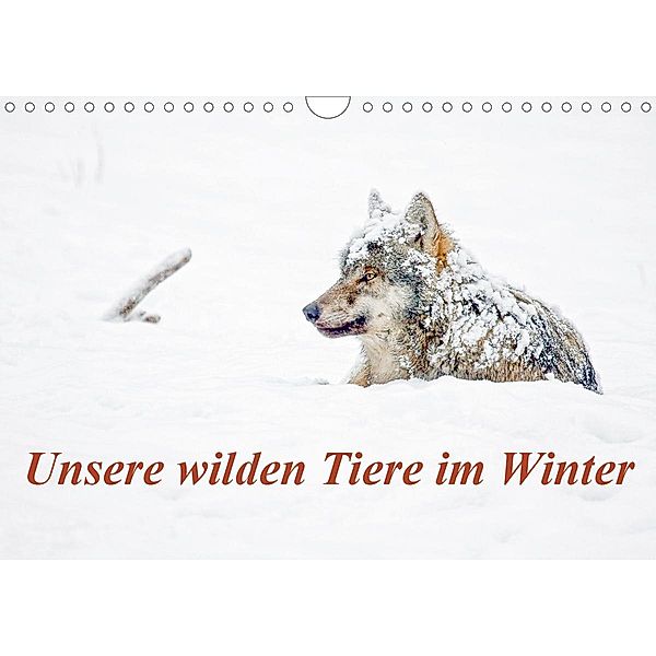 Unsere wilden Tiere im Winter (Wandkalender 2021 DIN A4 quer), Wilfried Martin, GDT