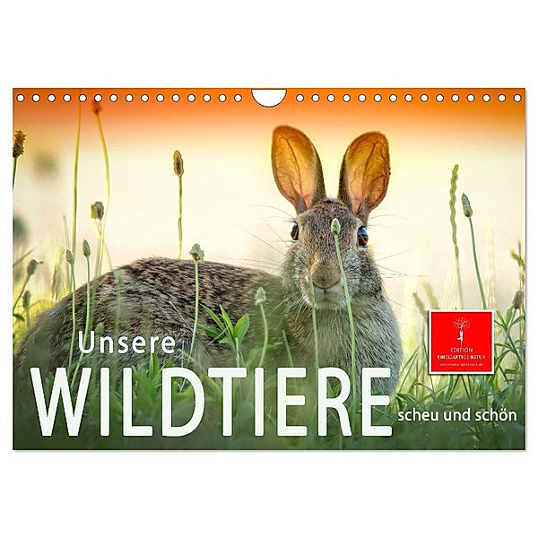 Unsere Wildtiere - scheu und schön (Wandkalender 2025 DIN A4 quer), CALVENDO Monatskalender, Calvendo, Peter Roder